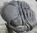 Double Eldredgeops (Phacops) Trilobite in Pos/Neg- New York #50292-2